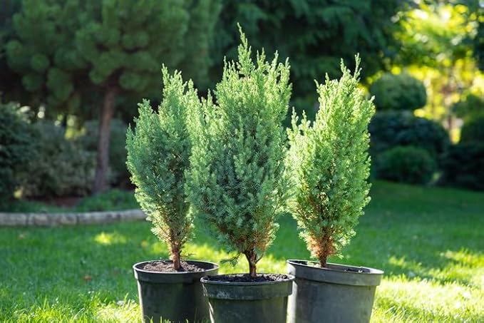Premium Juniper Potting Soil Mix - Perfect Balance of Nutrients, Drainage, and Aeration for Healthy Juniper Trees - 5 Quart