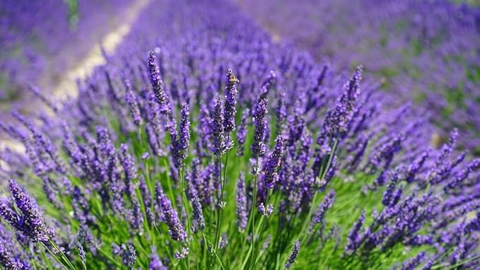 Premium Lavender Potting Mix - Nourish Your Lavender Plants for Beautiful Blooms - 1 Quart