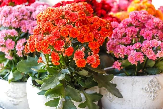 Kalanchoe Plant Premium Potting Mix - Optimize Growth with Natural Ingredients - 1 Quart