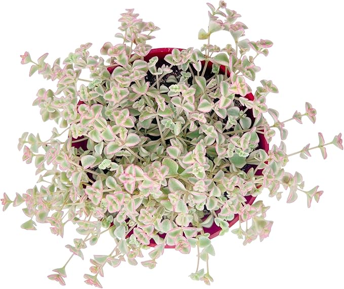 Live Succulent Plants Sedum Little Missy Variegated, Easy Care Potted Succulents, Approx 4" D x 4" H, Indoor Houseplant, Unique Gifts, Home Office Dรฉcor