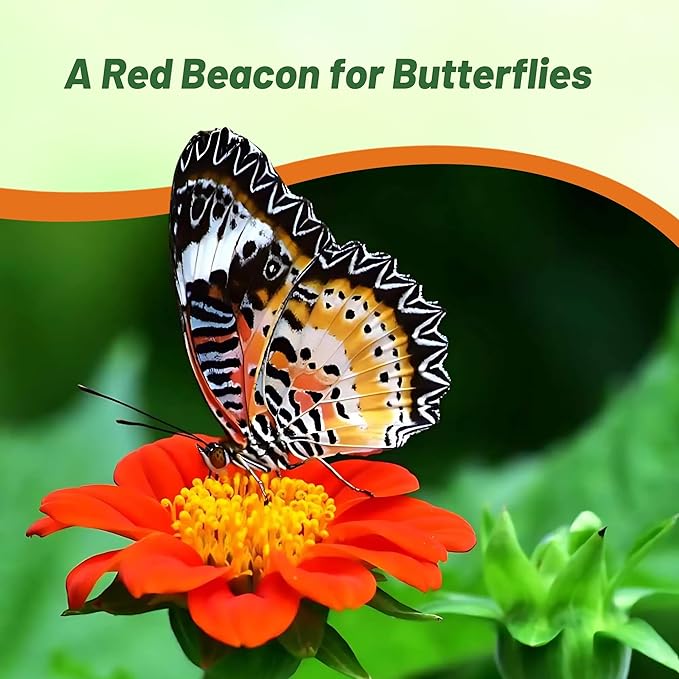 Outsidepride Red Torch Mexican Sunflower Seeds - 2000 Seeds Annual Tithonia, Fast-Growing, Heat & Drought-Tolerant Flower Seeds for Pollinator Gardens, Landscapes, & Flower Arrangements (AAS Winner)