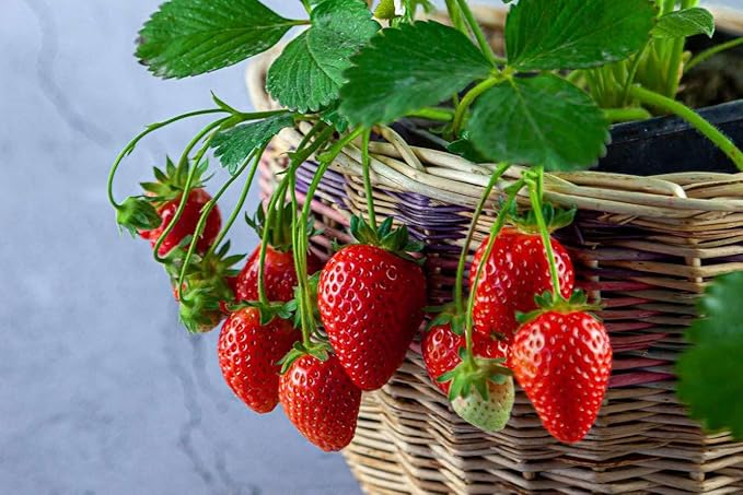 Strawberry Premium Potting Soil Mix - Ideal Blend for Growing Robust and Flavorful Strawberries - 10 Quart
