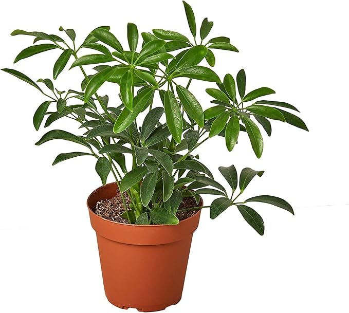 Umbrella Plant Premium Potting Mix - Experience The Difference of Hand-Mixed Quality and Natural Ingredients - 4 Quart
