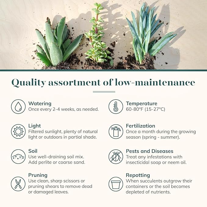 Shop Succulents Mini Succulent Plant Pack Collection - Live 2" Succulent Plants, Low Maintenance, Beautiful Colors & Textures - Wedding and Party Favors, Gift & Garden, Pack of 12