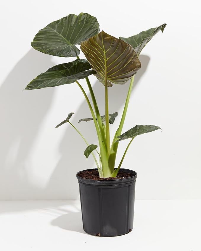 Elephant Ear Plant Potting Soil - Professional Grade Mix for Lush and Healthy Alokasia Plants - 3 Quart