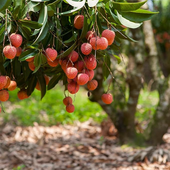 Premium Lychee Potting Soil Mix - Perfect Balance of Nutrients, Drainage, and Aeration for Thriving Lychee Trees - 3 Quart