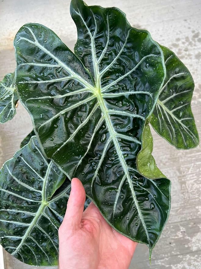 Alocasia Potting Mix - Promote Strong Roots and Captivating Foliage with Our Premium Blend - 4 Quart, MAIN-ALOCASIA-4QT