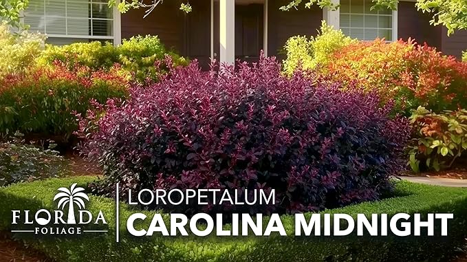 Loropetalum Carolina Midnight | 30 Live Plants | Loropetalum Chinense | Purple Foliage Shrub | Ornamental Landscape Bush | Fast Growing Plants