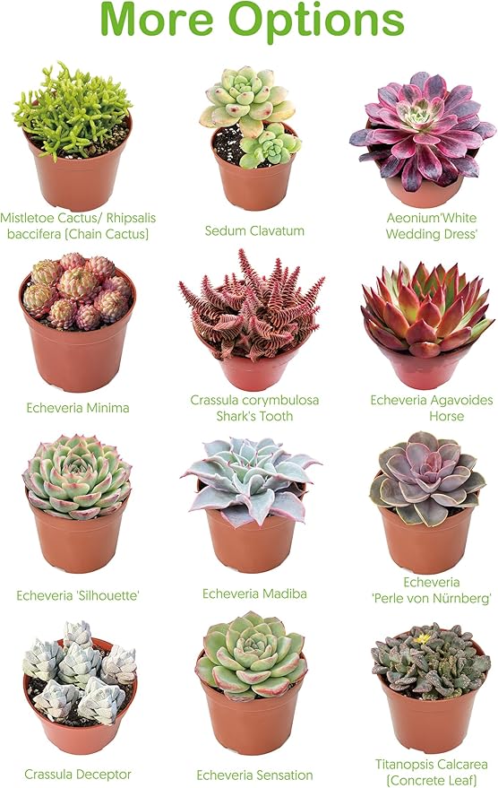 4-inch Succulent Echeveria agavoides 'Lipstick', Live Succulents Plants Fully Rooted in Pots with Soil, Easy-Care House Plants for DIY, Home Office Decoration
