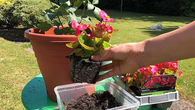 Begonia Plant Potting Soil - Enhance Blooming Beauty and Health with Professional Grade Nutrient-Rich Mix - 3 Quart
