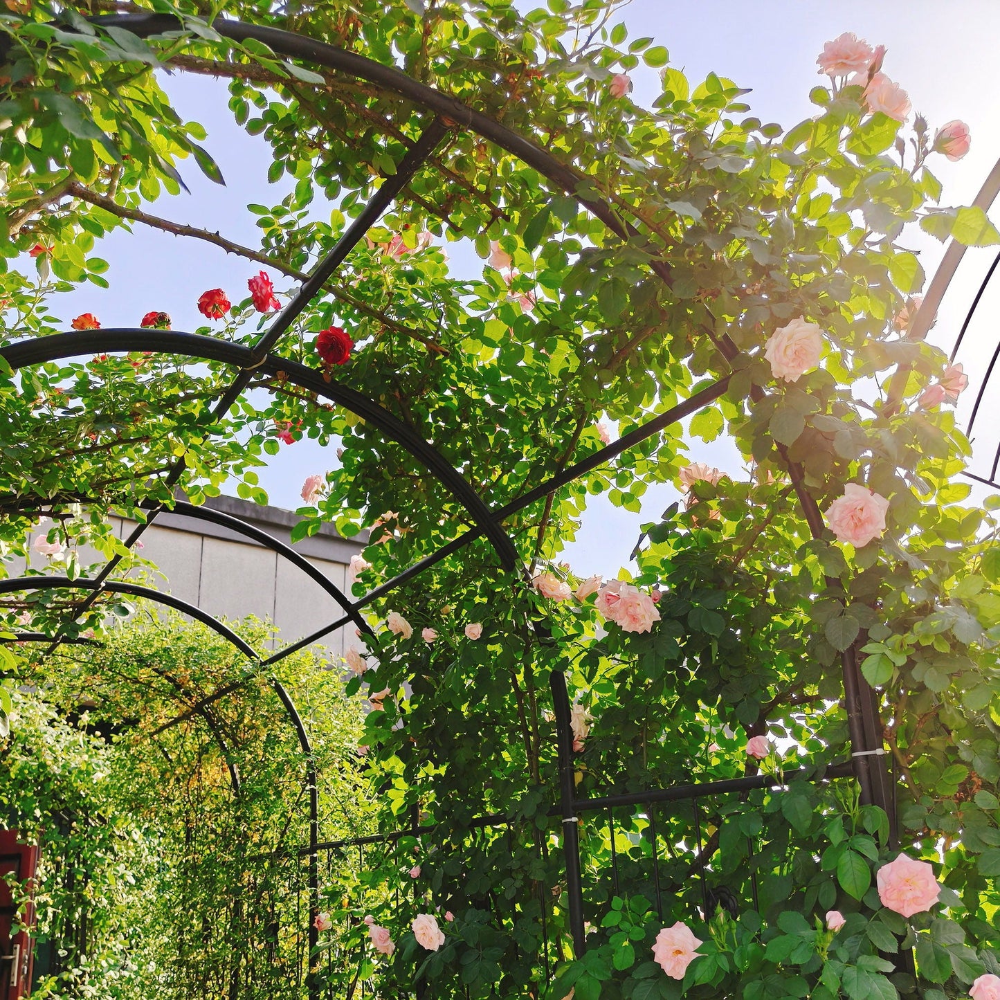 Metal Garden Arch With Gate Wide High Climbing Plants Support Rose Arch Outdoor - Black