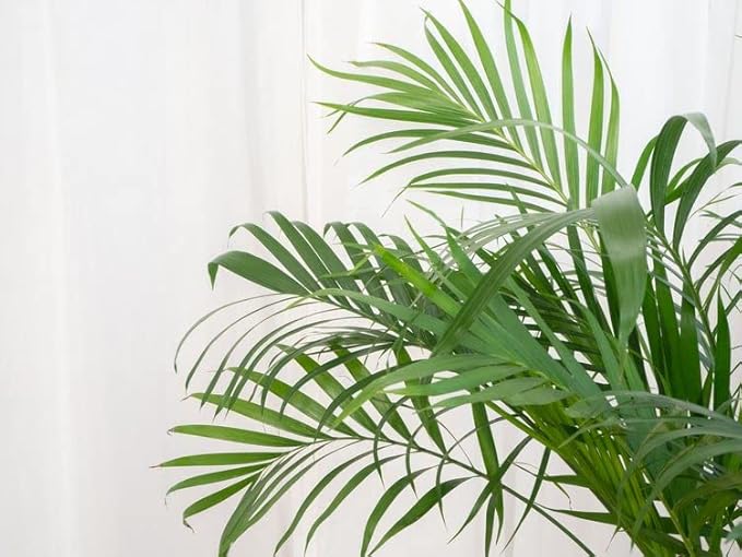 Palm Tree Potting Mix - The Ultimate Soil for Strong and Healthy Palms - Top Choice for Palm Tree Growers [3 Quart Bag]
