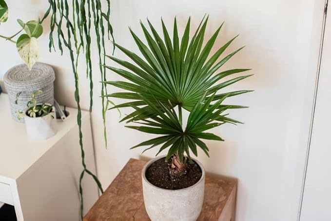 Palm Tree Potting Mix - The Ultimate Soil for Strong and Healthy Palms - Top Choice for Palm Tree Growers [10 Quart Bag]