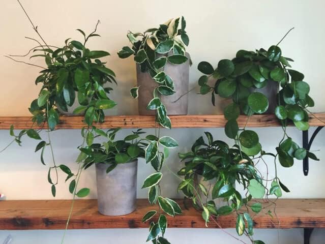 Hoya Plant Premium Potting Mix - 10 Quart - Optimal Balance for Thriving Hoyas: Air, Moisture, and Nutrient Retention