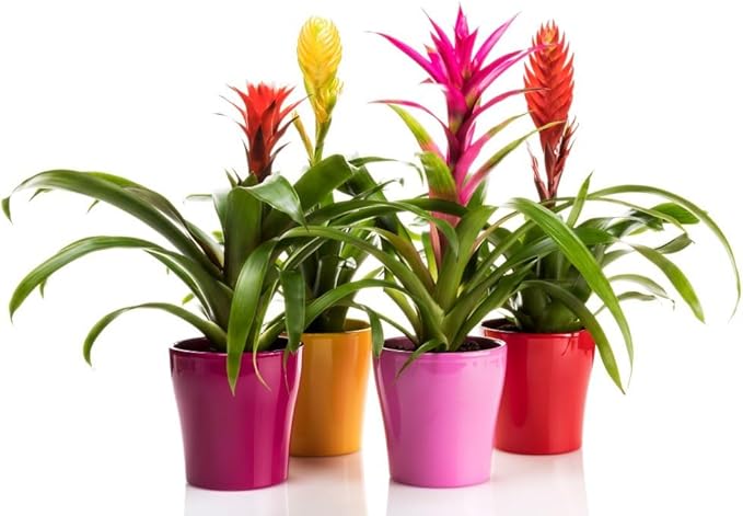 Bromeliad Soil - Ideal Blend for Thriving and Healthy Bromeliads - 3 QUARTS