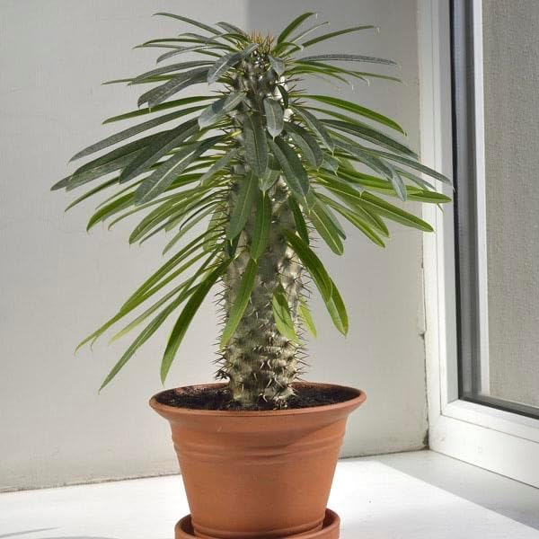 Madagascar Palm Potting Mix - Promote Strong Roots and Captivating Form with Our Premium Blend - 4 Quart