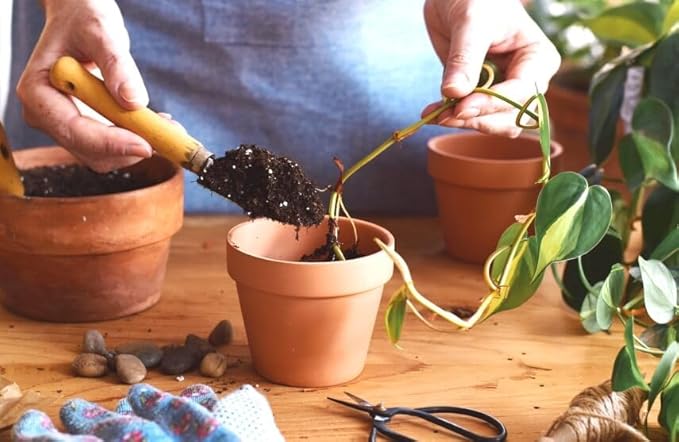 Epipremnum Potting Mix - Promote Strong Roots and Luxurious Leaves with Our Premium Blend - 4 Quart