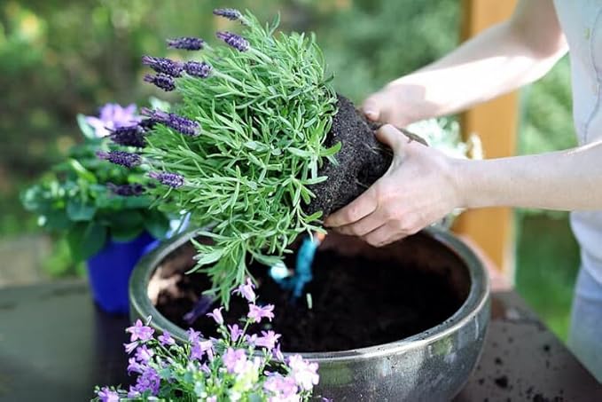 Lavender Potting Mix - Crafted for Superior Performance and Fragrance - 10 QUARTS