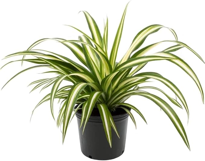 Premium Spider Plant Potting Soil Mix - (1 Quart Bag)