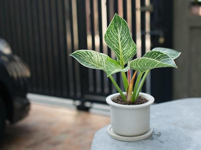 Premium Philodendron Soil - Perfect Blend for Thriving Philodendron Plants - 1 Quart