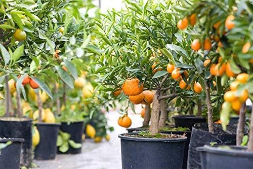 Citrus Tree Potting Soil Mix, Special Blend for Indoor Oranges, Lemons, Limes and More - (1 Quart Bag)