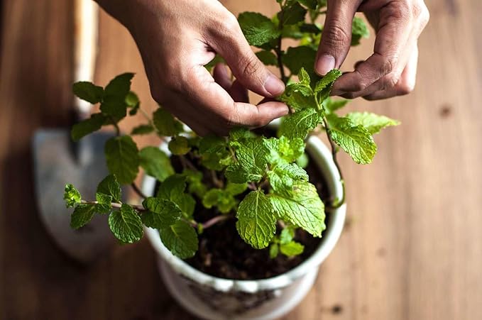 Premium Spearmint Plant Potting Mix - Crafted for Thriving Spearmint Growth and Refreshing Aroma - 1 Quart