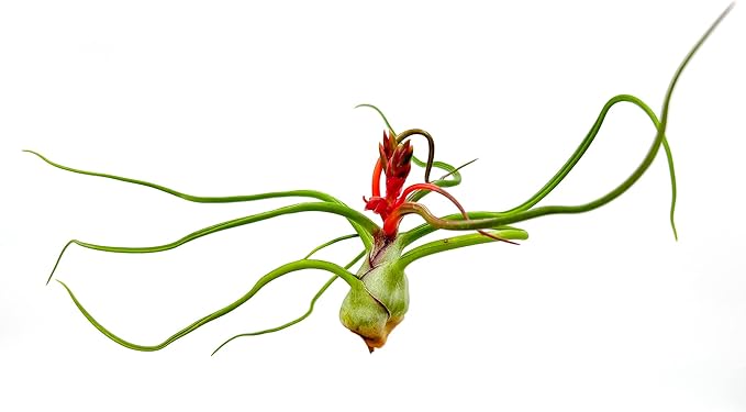 Air Plants - Flowering Tillandsia Bulbosa Belize, Giant 7-9" - 2ct - Live Arrival Guaranteed - House Plants for Home Decor & Gift