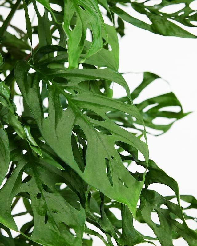 Olive Tree Premium Potting Mix - 10 Quart - Enhanced Growth and Nutrient Retention for Thriving Trees - (2 Bags of 5QT)