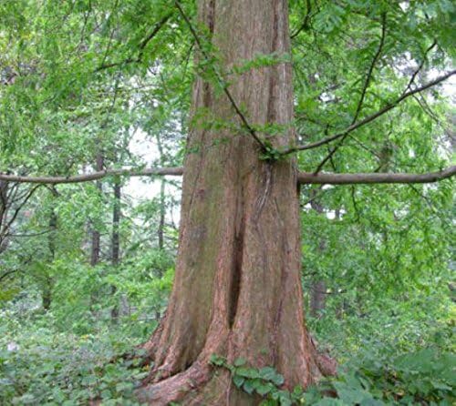(3) - Dawn Redwood Trees - Starter Plant (LG36) (3 Live Trees)