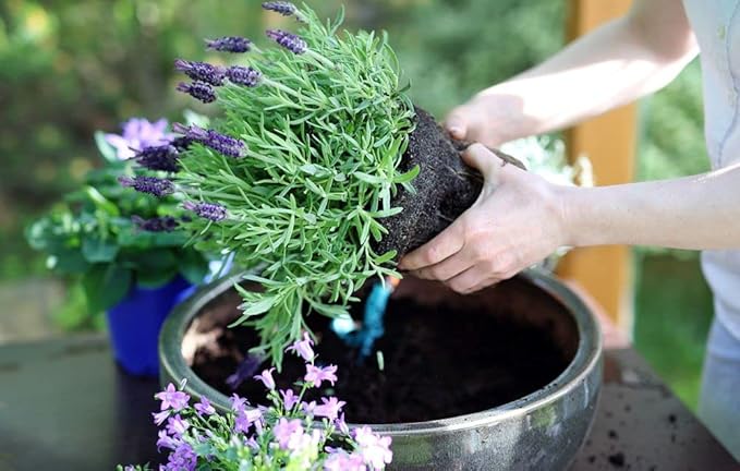 Organic Moisture Control Potting Mix - Absorbs 33% More Water Than Basic Potting Soil - 5 Quart