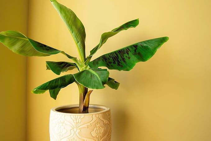 Banana Tree Potting Soil - Professional Grade Mix for Growing Delicious Bananas - Enhanced with Essential Nutrients for Bountiful Harvests (3 Quart)