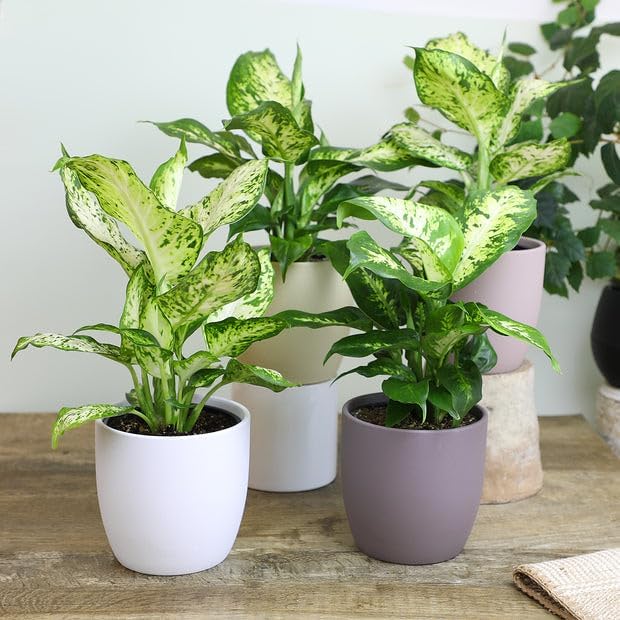 Premium DIEFFENBACHIA Potting Soil Mix - Ideal for Growing Robust and Healthy Dieffenbachia - 2 Quart