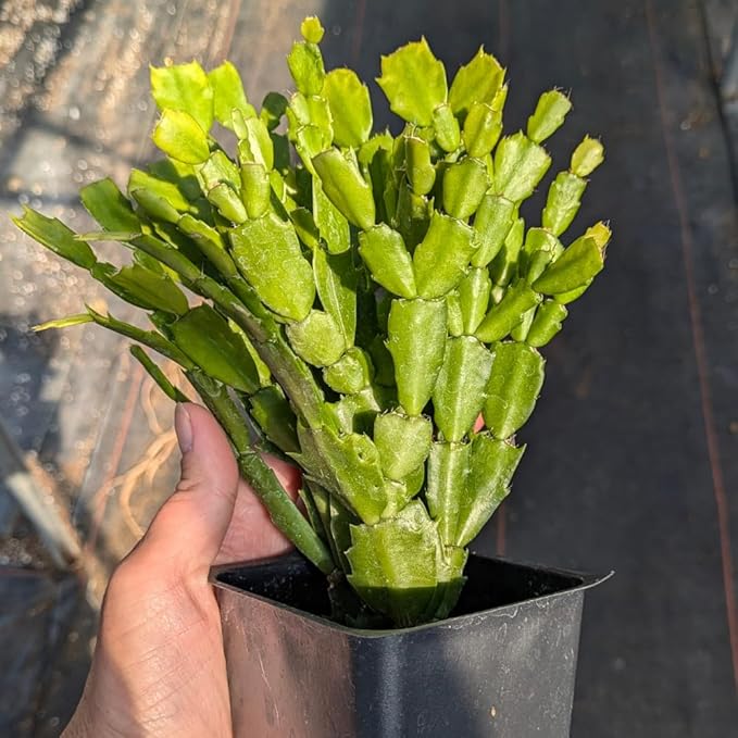 TriStar Plants - Thanksgiving Cactus - 4" inch Pot, Fasle Christmas Cactus, Easter Cactus, Holiday Plant, Winter Flowers, Christmas Plants, Winter Blooms (Caribbean Dancer)