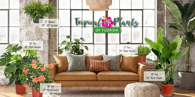 Tropical Plants of Florida - Red Hibiscus Bush Dwarf - Flowering Plants Live - 12" to 16" Overall Height - 1 Gallon Planter (Plant Only)