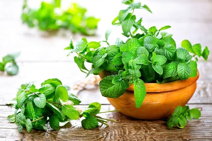 Premium Spearmint Plant Potting Mix - Crafted for Thriving Spearmint Growth and Refreshing Aroma - 1 Quart