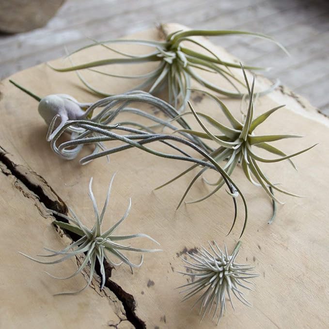 CHIVE Artificial Air Plants — Bulk Set of 5, Large — Ultra Realistic Fake Tillandsia Bromeliad Plants — Decorative Faux Succulents for Home & Office Decor — No Care Needed!