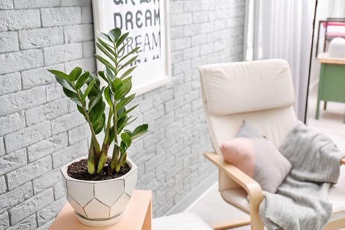 Zamioculcas Potting Mix - Promote Strong Roots and Captivating Foliage with Our Premium Blend - 4 QUART