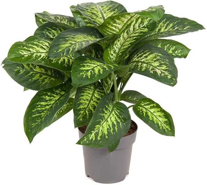 Premium DIEFFENBACHIA Potting Soil Mix - Ideal for Growing Robust and Healthy Dieffenbachia - 4 Quart