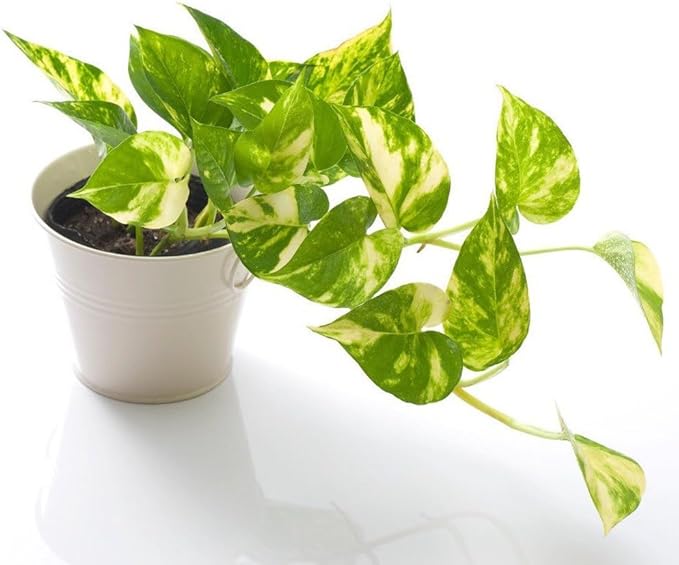 Epipremnum Plant Potting Soil - All-Natural Blend for Thriving Epipremnum Plants - Boosts Root Health and Foliage Brilliance - 10 Quart