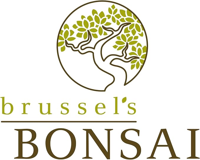 Brussel's Bonsai Brussel's Green Mound Juniper Bonsai in Zen Reflections Pot, SMALL