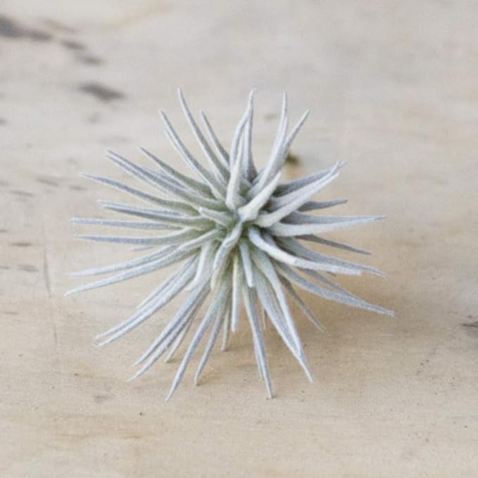 CHIVE Artificial Air Plants — Bulk Set of 5, Large — Ultra Realistic Fake Tillandsia Bromeliad Plants — Decorative Faux Succulents for Home & Office Decor — No Care Needed!