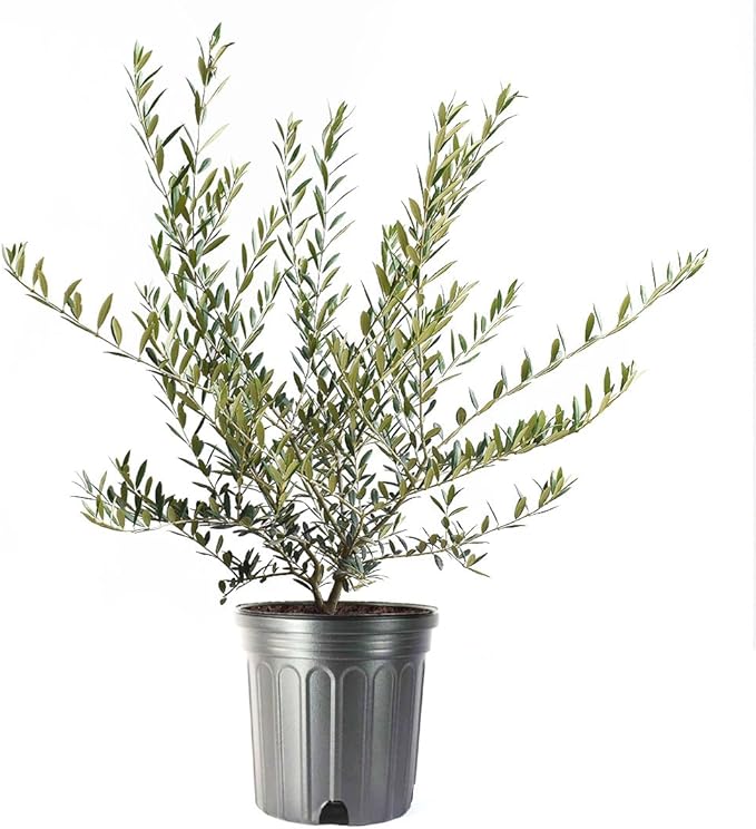 American Plant Exchange Live Olive Tree, Arbequina – Real Fruiting, Edible Indoor/Outdoor Houseplant – Large 10-Inch Pot, Perfect for Home, Office, Patio & Garden Décor
