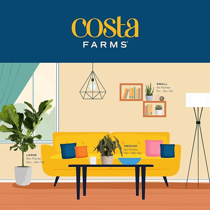Costa Farms Live Pothos Plant, Easy to Grow Vining Houseplant in Cute Décor Planter, Housewarming Gift, Room Decor, 10-12 Inches Tall | Valentines Day Gift | Valentines Day Decoration
