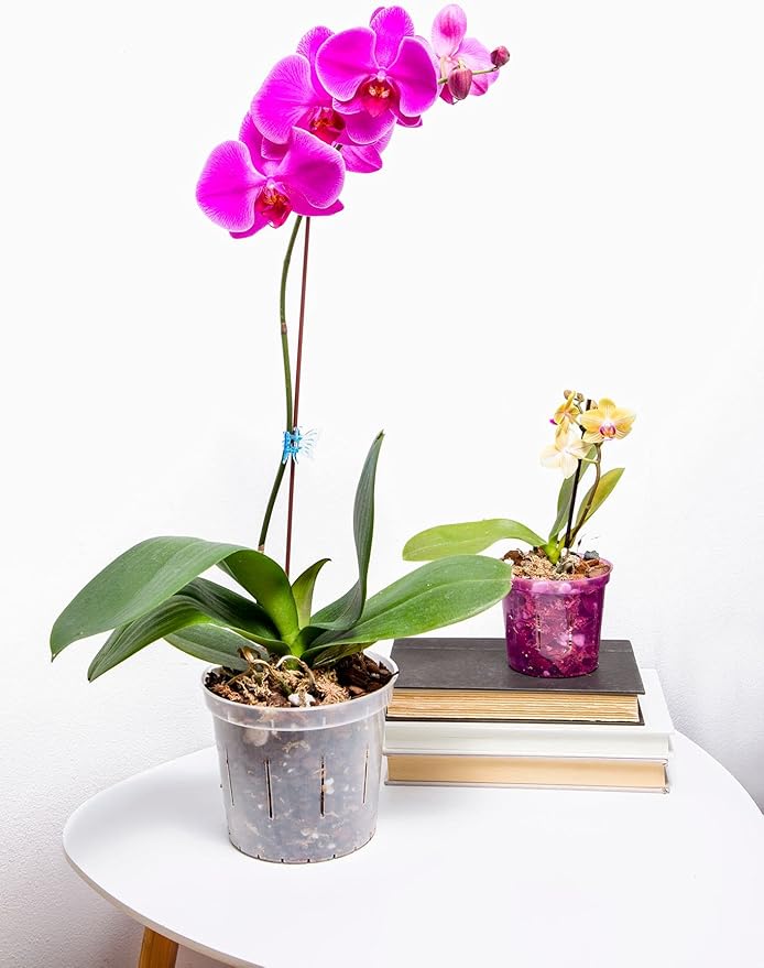 rePotme 3 inch Orchid Pot 3 Pack - Slotted Orchid Pots with Holes for Repotting (Crystal Clear)