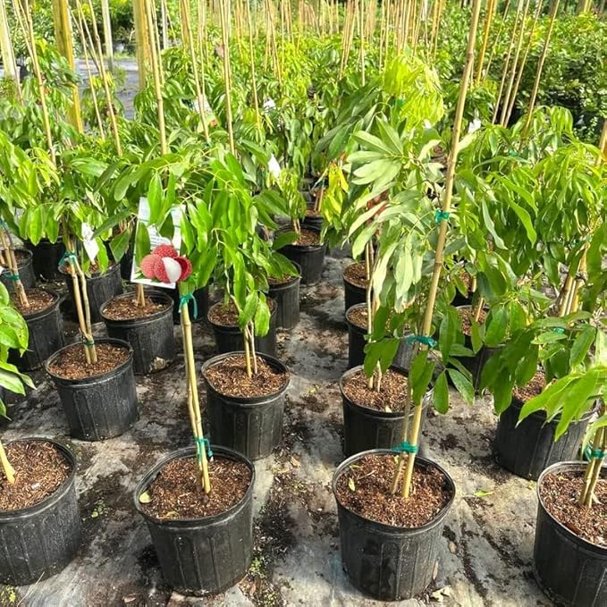 Premium Lychee Potting Soil Mix - Perfect Balance of Nutrients, Drainage, and Aeration for Thriving Lychee Trees - 10 Quart