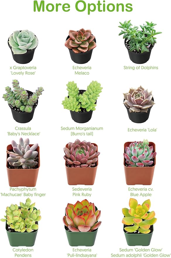 Live Succulent Plants Green Pagoda Mini Jade, Easy Care Potted Succulents, Approx 4" D x 9" H, Indoor Houseplant, Unique Gifts, Home Office Décor