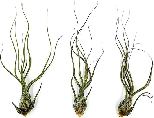 Live Air Plants - Tillandsia Butzii, Jumbo 7-9" - 3ct - Live Arrival Guaranteed - House Plants for Home Decor & Gift