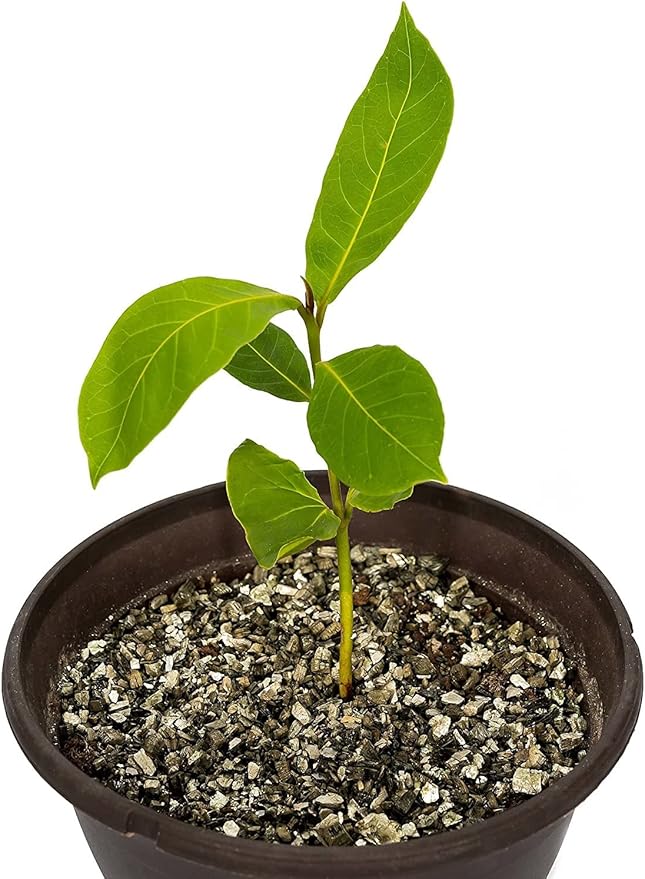 Horticultural Organic Vermiculite by GARDENERA - Medium Grade - Natural Soil Additive for Potted Plants, Orchids, Hydroponics, Terrariums (3 Quart)