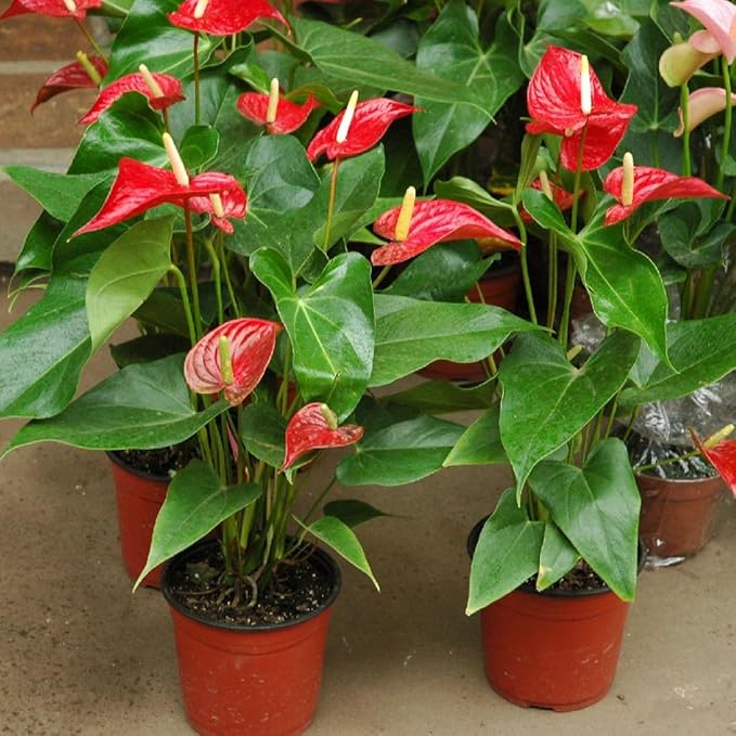 Premium Anthurium Soil Mix - Perfect Blend for Thriving Anthurium Plants - 1 Quart