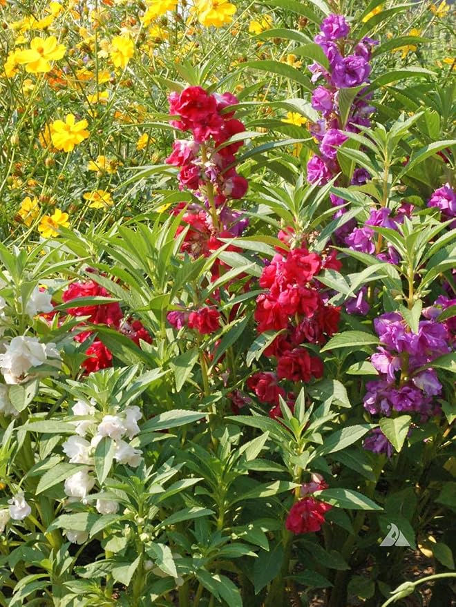 Premium Balsam Camellia Potting Soil Mix - Perfect Balance of Nutrients, Drainage, and Aeration for Thriving Blooms - 3 Quart